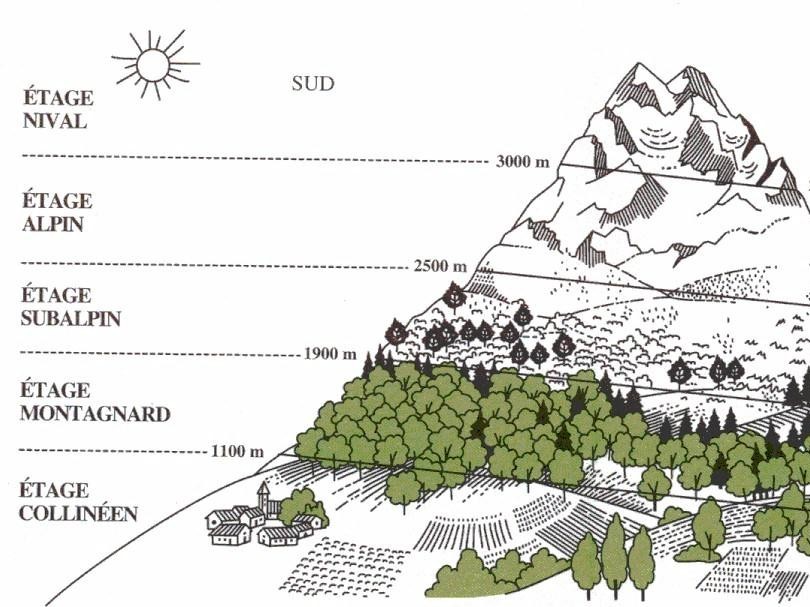 Les étages de la montagne