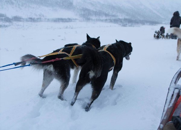 chiens de traineaux