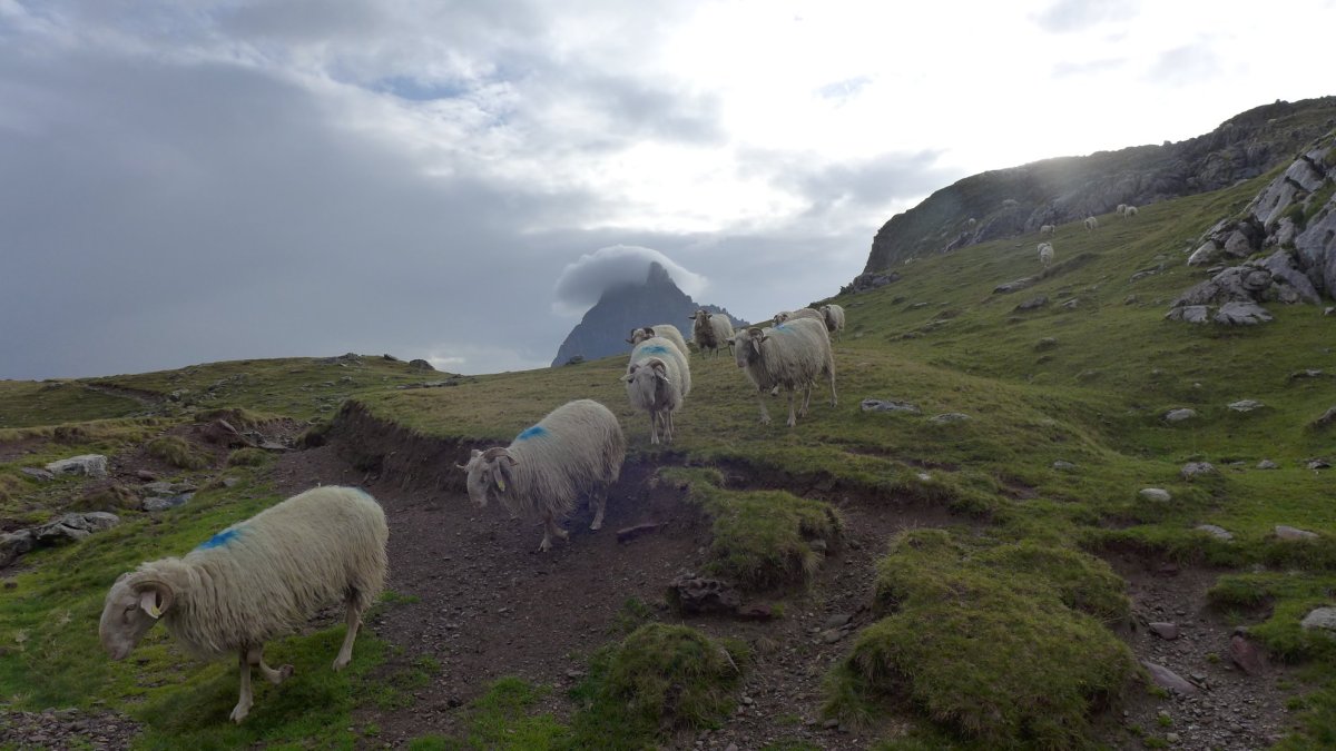 Pastoralisme