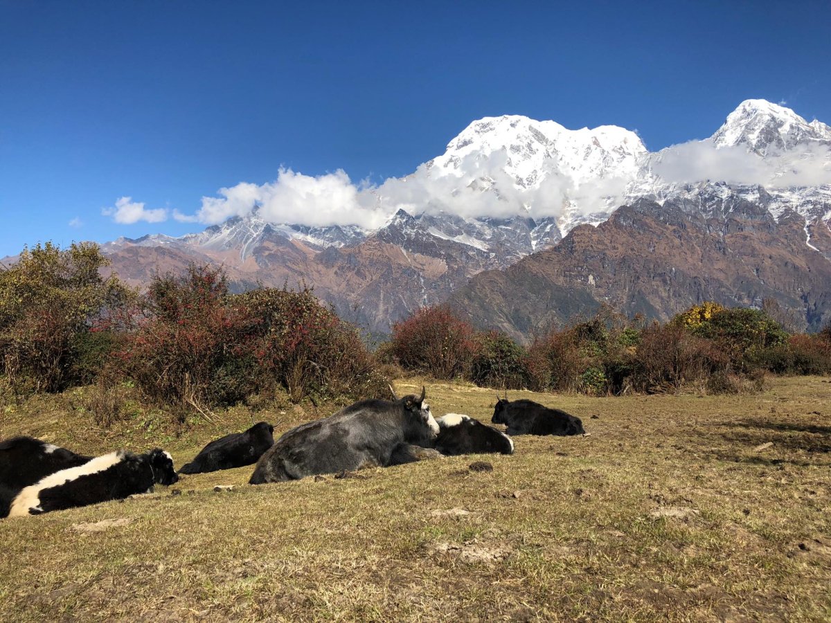 Annapurnas