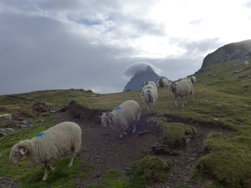 Les Prépas de Saliége autour de L'Ossau