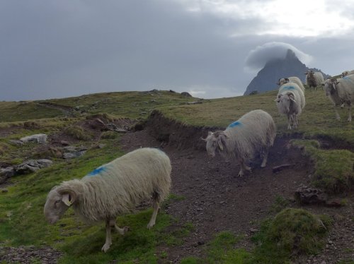 Les Prépas de Saliége autour de L'Ossau