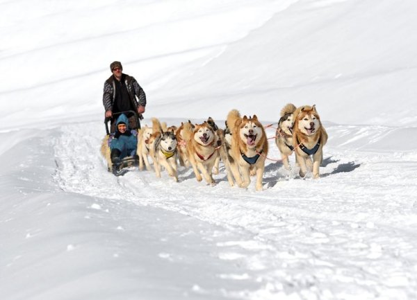 Chiens de Traineaux